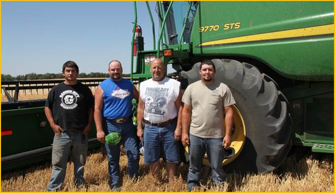 wheat harvest